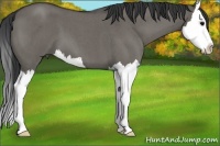 Horse Color:Grullo Roan Splash 