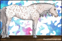 Horse Color:Watercolor Buckskin Appaloosa 