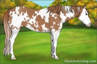 Horse Color:White Spotted Chestnut Splash 