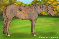Horse Color:ERROR: UNKNOWN ANOMALY Brindle