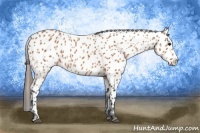 Horse Color:Bay Splash Leopard 