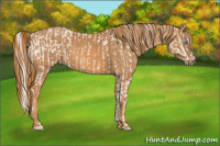 Horse Color:Cremello Splash Brindle