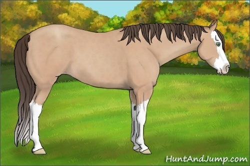 Horse Color:Amber Champagne Splash 