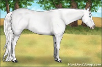 Horse Color:Cremello Splash  Brindle