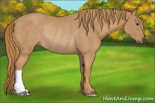 Horse Color: Chestnut Rabicano 