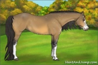 Horse Color:Buckskin Sabino 
