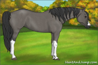 Horse Color:Grullo Roan 
