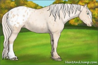 Horse Color:Palomino Pearl Appaloosa 