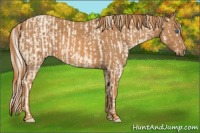 Horse Color:Cremello Splash Brindle