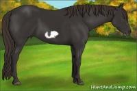 Horse Color:Liver Chestnut Frame 