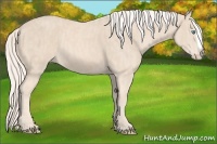 Horse Color:Cremello Splash  Brindle