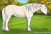 Horse Color:Cremello Splash Brindle