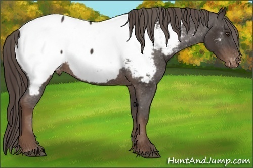 Horse Color: Liver Chestnut Near Fewspot 