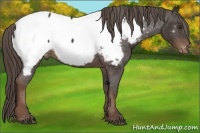 Horse Color:Liver Chestnut Appaloosa