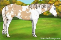 Horse Color:White Spotted Palomino Splash Varnish 