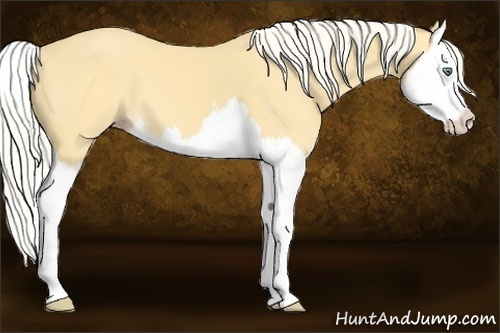 Horse Color:Gold Cream Champagne Splash 