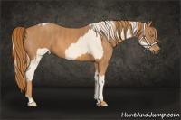 Horse Color:Perlino Splash Brindle