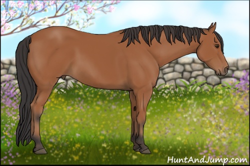 Horse Color: Bay 