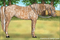 Horse Color:Cremello Roan Splash Brindle
