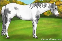 Horse Color:White Spotted Black Splash Tobiano Frame Appaloosa 