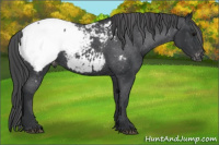 Horse Color:Black Appaloosa 