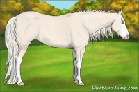 Horse Color:Cremello Splash  Brindle