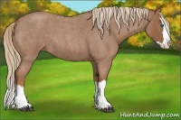 Horse Color:Red Roan Splash 