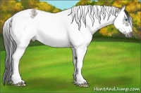 Horse Color:Grullo Sabino Splash Tobiano Frame 