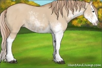 Horse Color:Red Dun Sabino Splash 