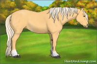 Horse Color:Palomino Sabino 