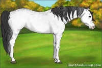 Horse Color:White Spotted Black