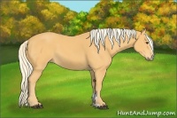 Horse Color:Palomino Sabino