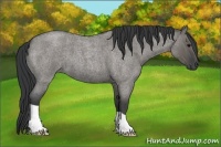 Horse Color:Grullo Roan 