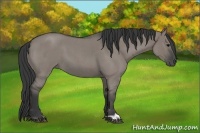 Horse Color:Grullo Roan 