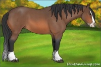 Horse Color:Bay Roan Splash 