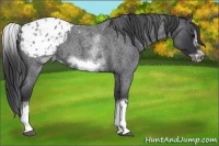 Horse Color:White Spotted Blue Roan Splash Frame Appaloosa 