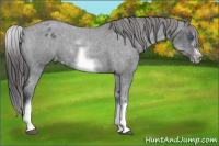 Horse Color:White Spotted Blue Roan Splash Frame Appaloosa 