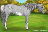 Horse Color:White Spotted Blue Roan Splash Frame Appaloosa 