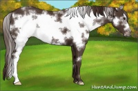 Horse Color:White Spotted Liver Chestnut Frame Varnish 