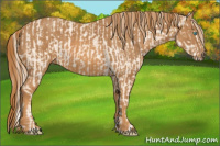 Horse Color:Cremello Splash Brindle