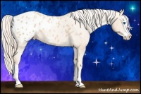 Horse Color:Palomino Pearl Sabino Splash Appaloosa 