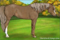 Horse Color:Chocolate Palomino Roan 