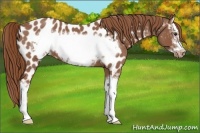 Horse Color:Red Roan Sabino Splash Frame Appaloosa 