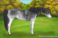 Horse Color:White Spotted Blue Roan Rabicano  Brindle