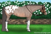 Horse Color:Bay Roan Blanket Rabicano 