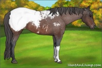 Horse Color:Brown Appaloosa 