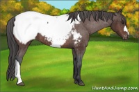Horse Color:Brown Snowcap 