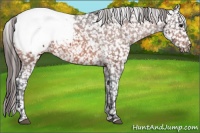 Horse Color:Bay Snowcap 