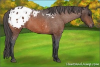 Horse Color:Bay Blanket 