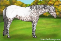 Horse Color:Brown Appaloosa
